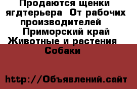 Продаются щенки  ягдтерьера .От рабочих производителей. - Приморский край Животные и растения » Собаки   